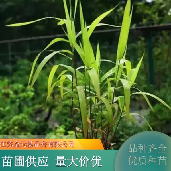 小盼草寓意