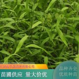 苗圃出售小盼草 杯盆苗 美植袋苗 庭院小區(qū)綠植 園林綠化工程苗