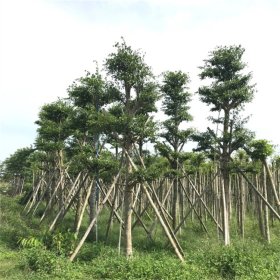 细叶榄仁别名非洲榄仁 雨伞树 景区园林行道风景绿化防护庭荫树