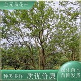 苗圃出售香泡 易成活 景觀綠化庭蔭防護 四季常綠型綠化植物