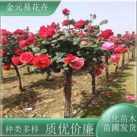 苗圃出售树状月季 庭院观赏花卉树状 花色丰富