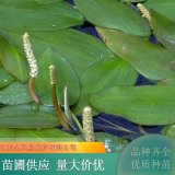 苗圃出售眼子菜 河道治理 水質(zhì)凈化 水生植物種植