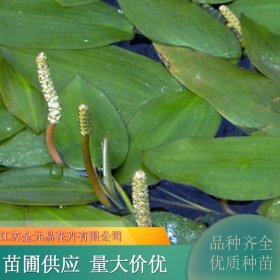 苗圃出售眼子菜 河道治理 水质净化 水生植物种植