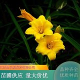 金娃娃萱草 品種繁多 花期長(zhǎng) 植株易存活 城市公園綠地點(diǎn)綴