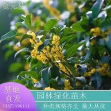 苗圃直供桂花 室內(nèi)外庭院綠植物好養(yǎng)四季開(kāi)花 現(xiàn)挖現(xiàn)賣(mài)