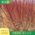 紅瑞木 規(guī)格齊全 綠化栽植苗 形態(tài)優(yōu)美 生長旺盛