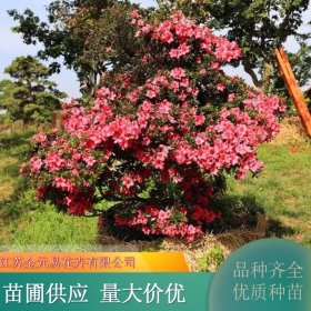 苗圃供应石岩杜鹃 分枝繁多耐修剪 别墅小区公园绿化植物