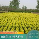 洒金柏 园林绿化植物 枝叶茂密 四季常青 耐干旱易栽培