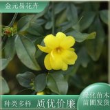 苗圃出售黃馨 易成活 庭院種植欣賞 公園道路綠化