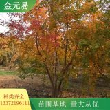 叢生五角楓園林景觀樹 彩葉觀賞苗木 根系好 易成活 形態(tài)優(yōu)美