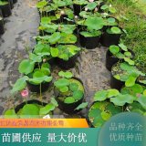 苗圃出售精品荷花 花期久易成活 盆栽公園濕地景觀(guān)綠化