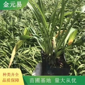 吉祥草基地 园林景区地被栽植苗 庭院小区道路绿化工程种苗