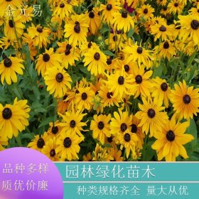 基地直供 黑心菊 花色鲜艳 喜阳光充足环境 庭院常见栽培