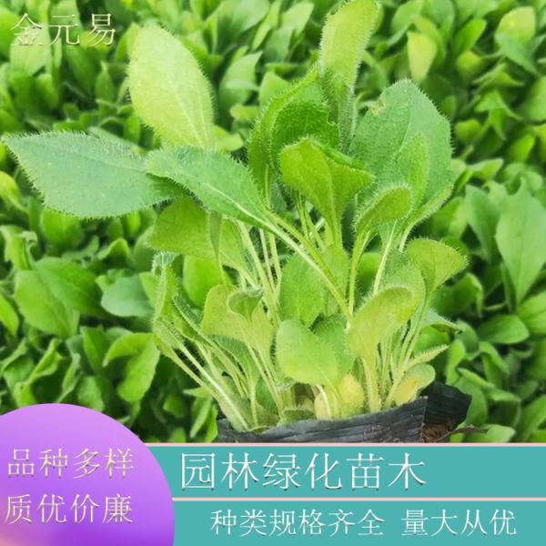 黑心菊?qǐng)D片