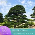 造型黑松 四季常綠 工程常用迎客松 別墅花園園林綠化樹