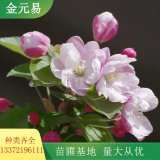 出售西府海棠 道路景觀樹 園林綠化苗木 花量大 根系好