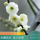 苗圃出售綠萼梅 庭院園林開花植物 耐寒品種 根系好