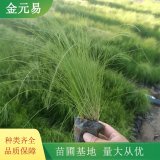 细叶芒绿化种植基地 草类植物 园林植物园栽植 观赏草适应性强