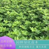 苗圃供應(yīng) 熊掌木 景區(qū)園林列植叢植苗木 綠化工程造景苗