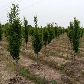 基地供应 欧洲鹅耳枥 道路景观种植树小苗 庭院园林绿化风景树