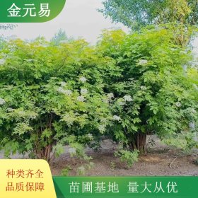 金叶接骨木基地 彩叶观赏苗木 园林景观苗 耐寒苗木