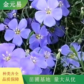 苗圃供应紫露草 小杯苗 时令草花 道路绿化工程栽植苗