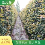 苗圃出售紅葉石楠籬 景觀綠籬 道路色塊栽植苗木