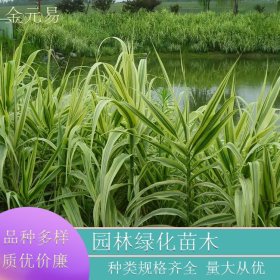 苗圃供应 花叶芦竹 水生花卉 池塘河道净化水质 园林绿化工程