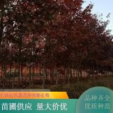 歐洲紅櫟 規(guī)格齊全 草地公園高爾夫球場遮陰樹