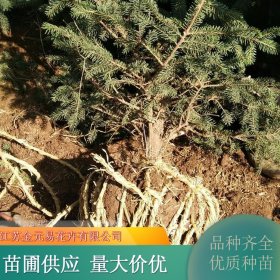 金叶水腊 园林庭院公园花坛绿化植物 规格齐全