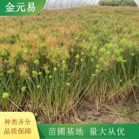 苗圃供应莎草 绿化苗木 生长旺盛 花坛花镜绿化工程苗