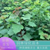 濕地綠化 行道風景樹苗 烏桕 種植基地批量供應優(yōu)質(zhì)苗木