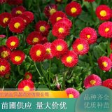 苗木出售雛菊 草坪基地 耐貧瘠耐干旱 規(guī)格齊全 品相好