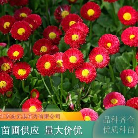 苗木出售雏菊 草坪基地 耐贫瘠耐干旱 规格齐全 品相好