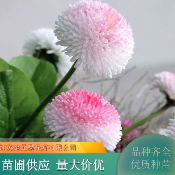 雛菊價格