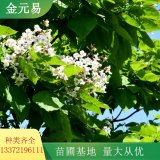 梓樹 鄉(xiāng)村綠化 花色素雅 樹干筆直 材質(zhì)好 根系發(fā)達(dá) 生長旺盛