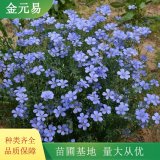 藍(lán)亞麻小杯苗 盆栽觀賞花苗 公園草地布景栽植苗 生長(zhǎng)旺盛