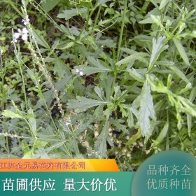 马鞭草 多年生直立 根系发达 花色鲜艳 路边山坡种植