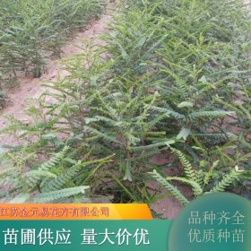 苗圃供应皂角苗 常栽培于庭院或宅旁 遮阴纳凉 植株健壮