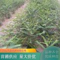 苗圃供應(yīng)皂角苗 常栽培于庭院或宅旁 遮陰納涼 植株健壯