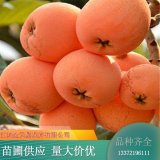 苗木出售枇杷 貨源充足 園林行道綠化觀賞樹種 可食用果樹