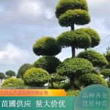 亮晶女貞球 四季長青 庭院 園林行道綠化 盆栽觀賞植物