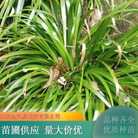 金线 银叶石菖蒲 盆栽水质净化植物 公园水体湿地绿化