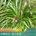 金線 銀葉石菖蒲 盆栽水質(zhì)凈化植物 公園水體濕地綠化