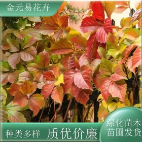 苗圃出售爬山虎 根系发达 地被绿化墙面 公园庭院欣赏爬藤植物