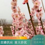 苗木出售宮粉梅 規(guī)格齊全園林庭院觀賞樹種 觀賞花卉