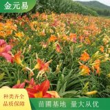 常綠萱草供應(yīng) 公路邊花壇栽植苗 耐寒 時(shí)令花苗 工程用苗