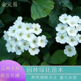 麻叶绣线菊 庭院绿化工程 街道山坡种植树苗 花坛花镜造景苗