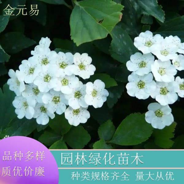 麻葉繡線菊?qǐng)D片