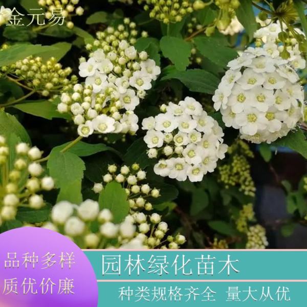 麻葉繡線菊?qǐng)D片